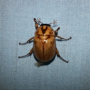 Cyclocephala signaticollis (Argentinian scarab) at Goulburn, NSW by glbn1