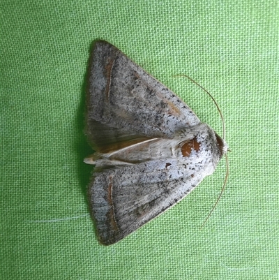 Pantydia sparsa (Noctuid Moth) at Goulburn, NSW - 5 Dec 2024 by glbn1