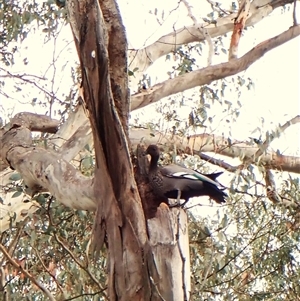 Chenonetta jubata (Australian Wood Duck) at Cook, ACT by CathB