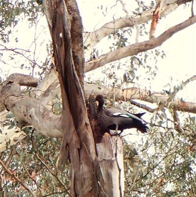 Chenonetta jubata (Australian Wood Duck) at Cook, ACT - 5 Dec 2024 by CathB