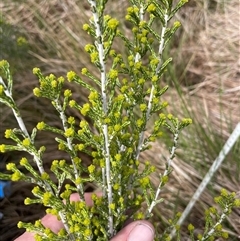 Ozothamnus cupressoides (Kerosine Bush) at Cotter River, ACT - 25 Nov 2024 by nathkay