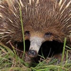 Tachyglossus aculeatus at Throsby, ACT - 4 Dec 2024