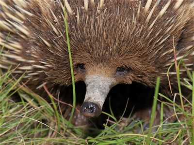 Tachyglossus aculeatus (Short-beaked Echidna) at Throsby, ACT - 4 Dec 2024 by TimL