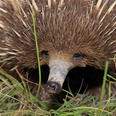 Tachyglossus aculeatus (Short-beaked Echidna) at Throsby, ACT - 4 Dec 2024 by TimL