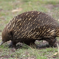 Tachyglossus aculeatus at Throsby, ACT - 4 Dec 2024 12:52 PM