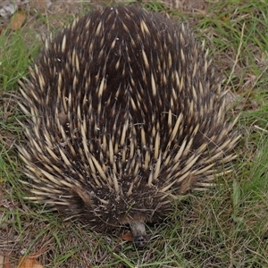 Tachyglossus aculeatus at Throsby, ACT - 4 Dec 2024 12:52 PM