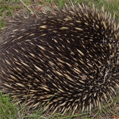 Tachyglossus aculeatus at Throsby, ACT - 4 Dec 2024