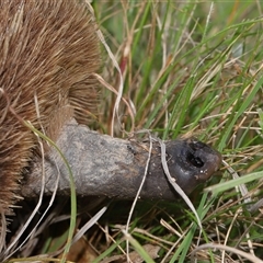 Tachyglossus aculeatus at Throsby, ACT - 4 Dec 2024 12:52 PM