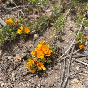 Pultenaea fasciculata at Cotter River, ACT - 25 Nov 2024 12:17 PM