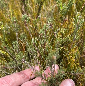 Pultenaea fasciculata at Cotter River, ACT - 25 Nov 2024