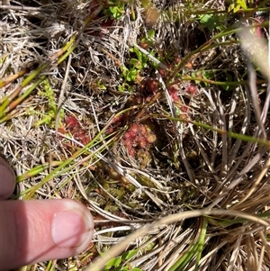 Drosera peltata at Cotter River, ACT - 25 Nov 2024 02:20 PM