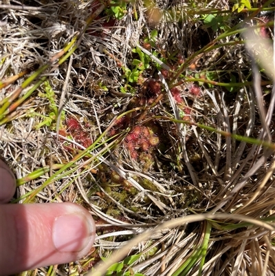 Drosera peltata (Shield Sundew) at Cotter River, ACT - 25 Nov 2024 by nathkay