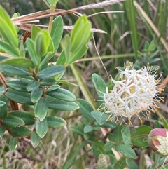 Pimelea ligustrina subsp. ciliata at Cotter River, ACT - 26 Nov 2024 by nathkay