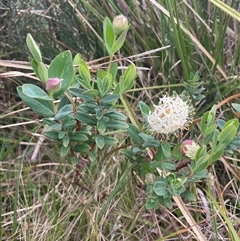 Pimelea ligustrina subsp. ciliata at Cotter River, ACT - 26 Nov 2024