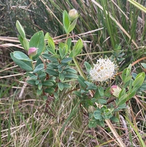 Pimelea ligustrina subsp. ciliata at Cotter River, ACT - 26 Nov 2024