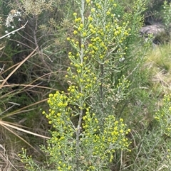 Ozothamnus cupressoides (Kerosine Bush) at Cotter River, ACT - 25 Nov 2024 by nathkay