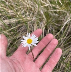 Celmisia sp. Pulchella (M.Gray & C.Totterdell 7079) Australian National Herbarium (Narrow-leaved Snow Daisy) at Cotter River, ACT - 26 Nov 2024 by nathkay