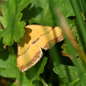 Anachloris subochraria (Golden Grass Carpet) at Belconnen, ACT by Thurstan