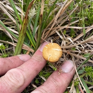 Agrocybe praecox group at Cotter River, ACT - 26 Nov 2024 11:39 AM