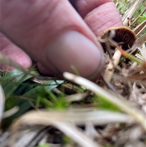 Agrocybe praecox group at Cotter River, ACT - 26 Nov 2024 11:39 AM