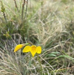 Diuris monticola (Highland Golden Moths) at Cotter River, ACT by nathkay