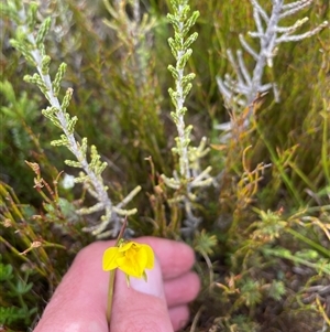 Diuris monticola (Highland Golden Moths) at Cotter River, ACT by nathkay