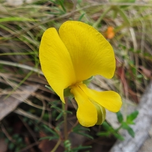 Gompholobium huegelii (pale wedge–pea) at Tennent, ACT by JohnBundock