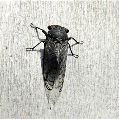 Psaltoda moerens (Redeye cicada) at Belconnen, ACT - 6 Dec 2024 by Thurstan