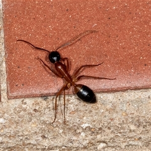 Camponotus consobrinus (Banded sugar ant) at Higgins, ACT by AlisonMilton