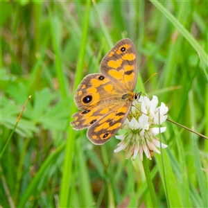 Heteronympha cordace (Bright-eyed Brown) at Tharwa, ACT by DPRees125