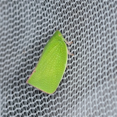 Siphanta acuta (Green planthopper, Torpedo bug) at Higgins, ACT - 5 Dec 2024 by AlisonMilton