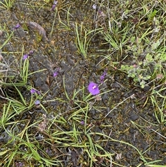 Utricularia dichotoma (Fairy Aprons, Purple Bladderwort) at Tharwa, ACT - 28 Nov 2024 by nathkay