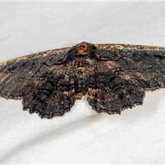 Pholodes sinistraria (Sinister or Frilled Bark Moth) at Higgins, ACT - 6 Dec 2024 by AlisonMilton