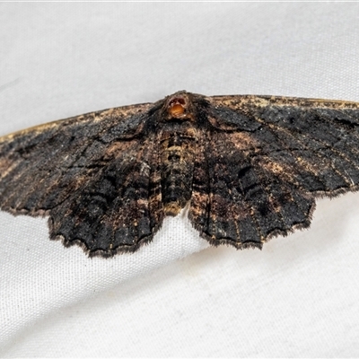 Pholodes sinistraria (Sinister or Frilled Bark Moth) at Higgins, ACT - 5 Dec 2024 by AlisonMilton