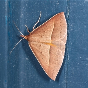 Epidesmia chilonaria at Higgins, ACT - 5 Dec 2024 08:59 PM