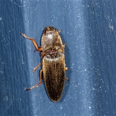 Monocrepidus (genus) (Click beetle) at Higgins, ACT - 6 Dec 2024 by AlisonMilton