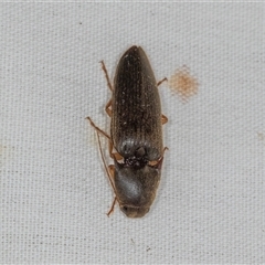 Monocrepidius (genus) at Higgins, ACT - 6 Dec 2024 09:29 AM