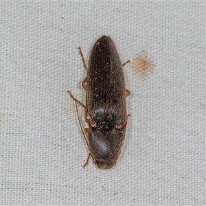 Monocrepidius (genus) at Higgins, ACT - 6 Dec 2024 09:29 AM