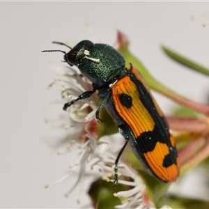 Castiarina scalaris at Jerrabomberra, NSW - 6 Dec 2024 02:15 PM