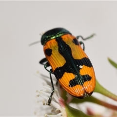 Castiarina scalaris at Jerrabomberra, NSW - 6 Dec 2024 02:15 PM