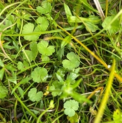 Hydrocotyle sibthorpioides (A Pennywort) at Tharwa, ACT - 28 Nov 2024 by nathkay