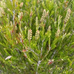 Callistemon pityoides (Alpine Bottlebrush) at Tharwa, ACT - 28 Nov 2024 by nathkay