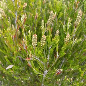 Callistemon pityoides (Alpine Bottlebrush) at Tharwa, ACT by nathkay