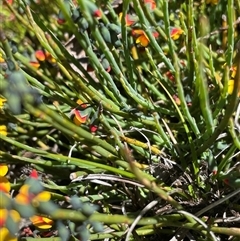 Sphaerolobium minus (Globe-pea) at Cotter River, ACT - 2 Dec 2024 by nathkay