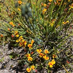 Sphaerolobium minus at Cotter River, ACT - 2 Dec 2024 02:24 PM