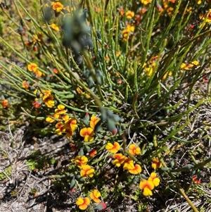 Sphaerolobium minus at Cotter River, ACT - 2 Dec 2024