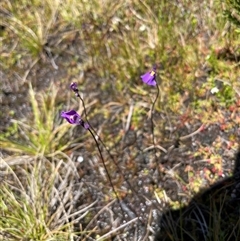 Utricularia dichotoma (Fairy Aprons, Purple Bladderwort) at Cotter River, ACT - 2 Dec 2024 by nathkay