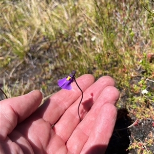 Utricularia dichotoma at Cotter River, ACT - 2 Dec 2024 02:13 PM