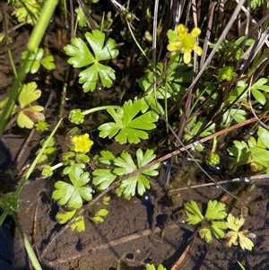 Ranunculus amphitrichus at Cotter River, ACT - 2 Dec 2024 10:46 AM