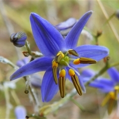 Dianella revoluta var. revoluta (Black-Anther Flax Lily) at Tennent, ACT - 6 Dec 2024 by JohnBundock